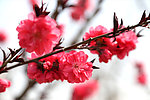 桃花 摄影图
