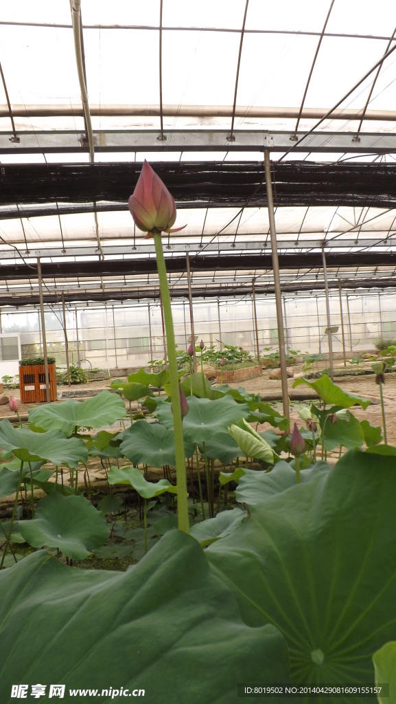 花蕊
