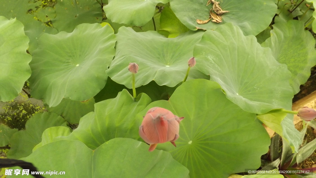 荷花花蕊