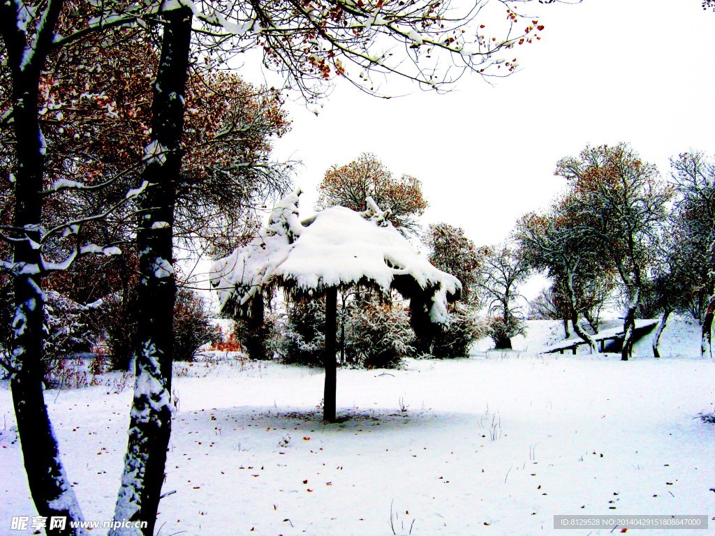 胡杨雪景