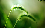 狗尾巴草