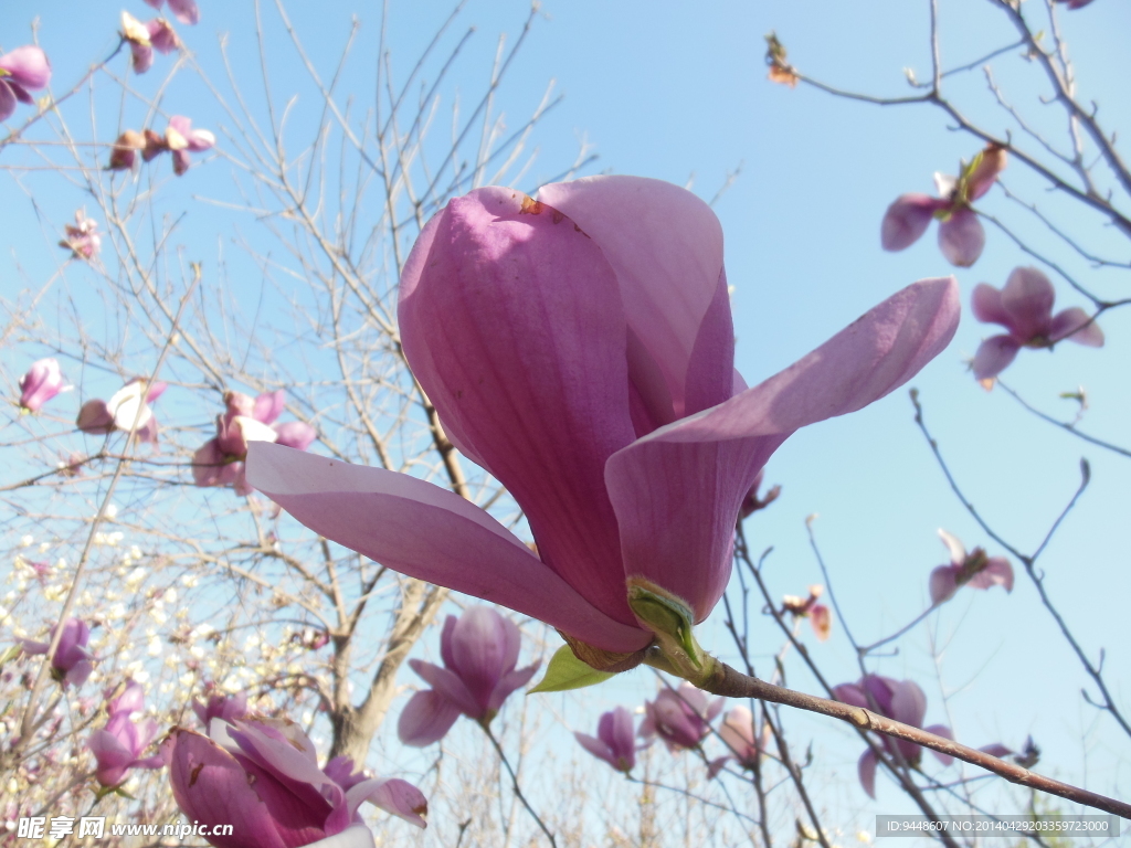 玉兰花