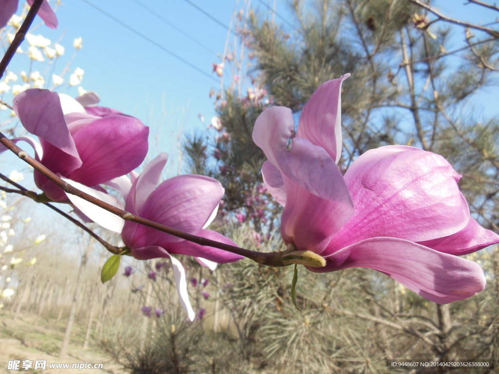 玉兰花