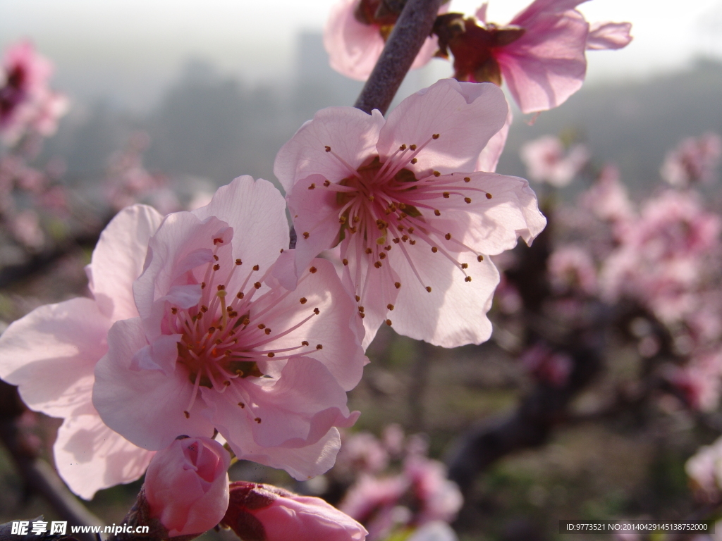 桃花