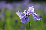 鸢尾花