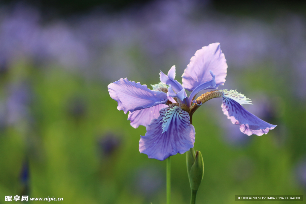 鸢尾花