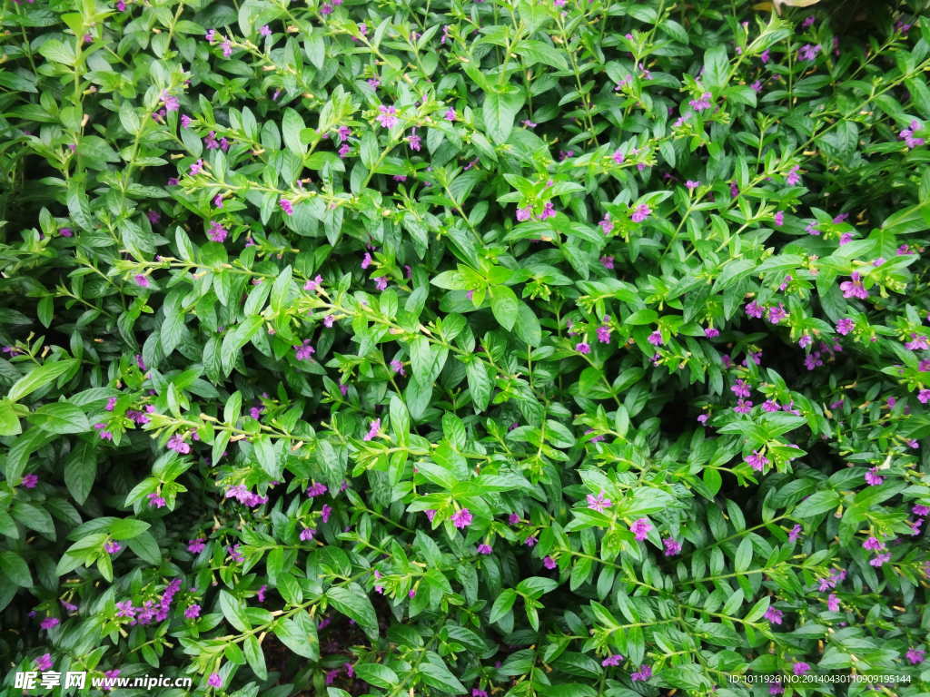 花草