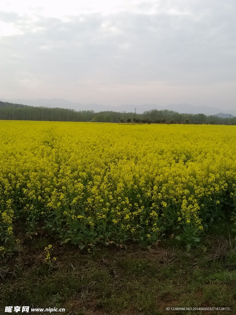 油菜花