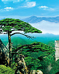黄山迎客松