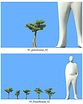 松树模型