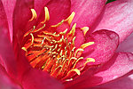 莲花