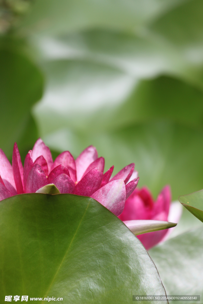 莲花