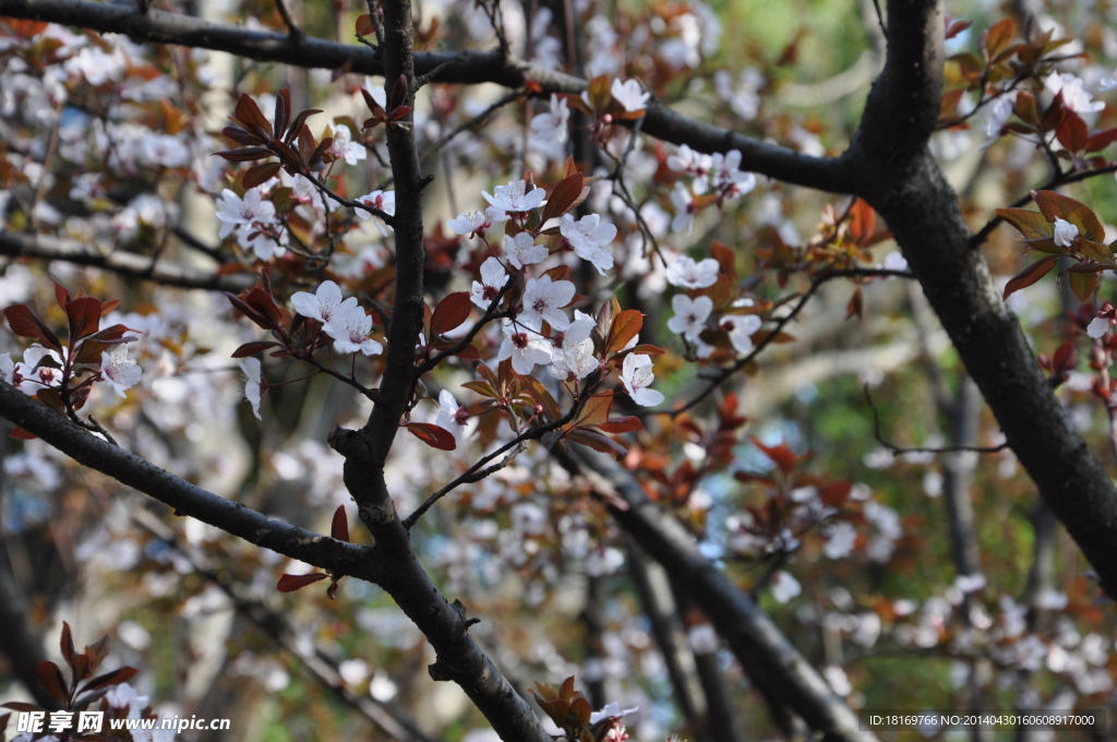 樱花 花 森林公园