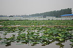 池塘荷花