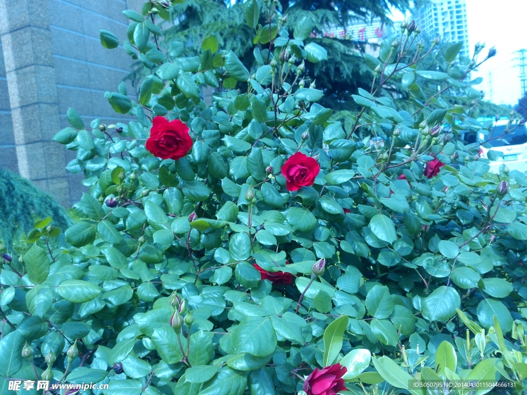 月季花