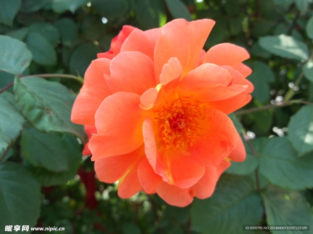 月季花