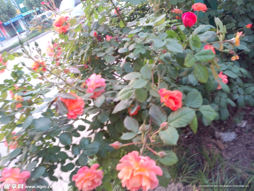 月季花