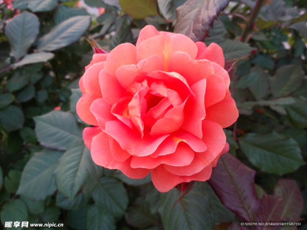 月季花