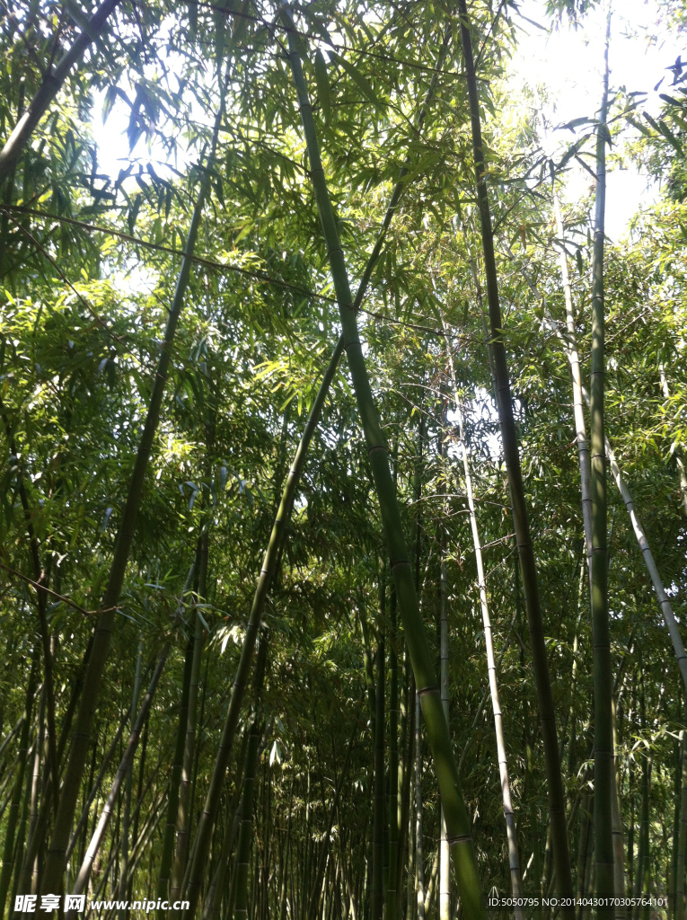 竹林