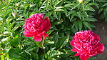 芍药