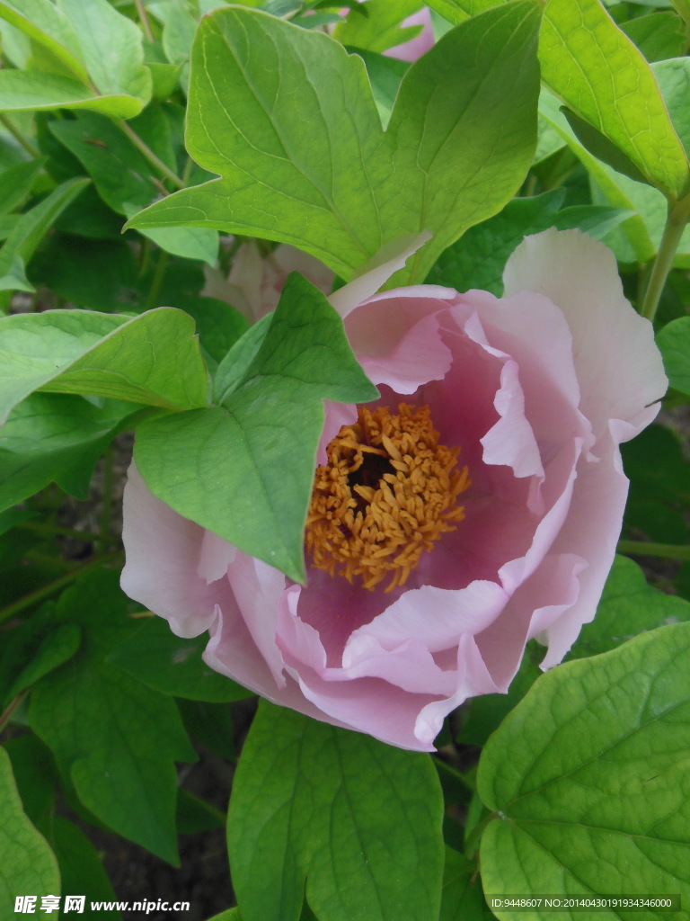 牡丹花