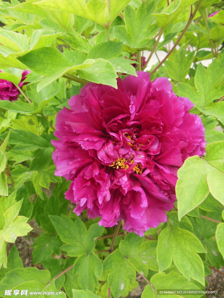 牡丹花