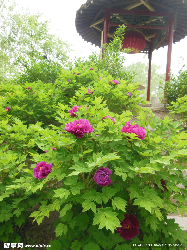 牡丹花