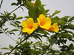 黄蝉花