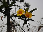 黄蝉花