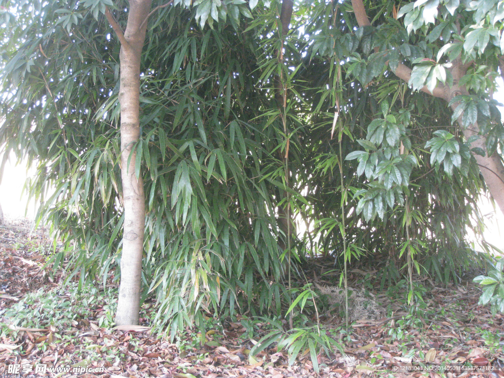 笔杆竹