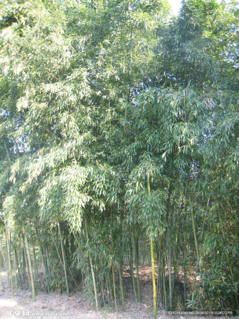 红竹