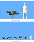 松树模型