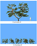 松树模型