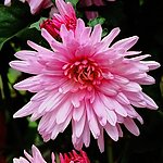 秋菊