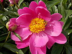芍药