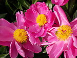 芍药