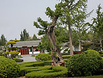 绿植
