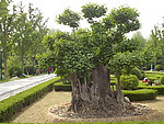 绿植