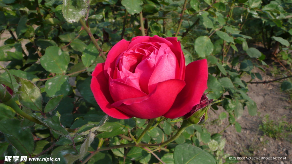 月季花
