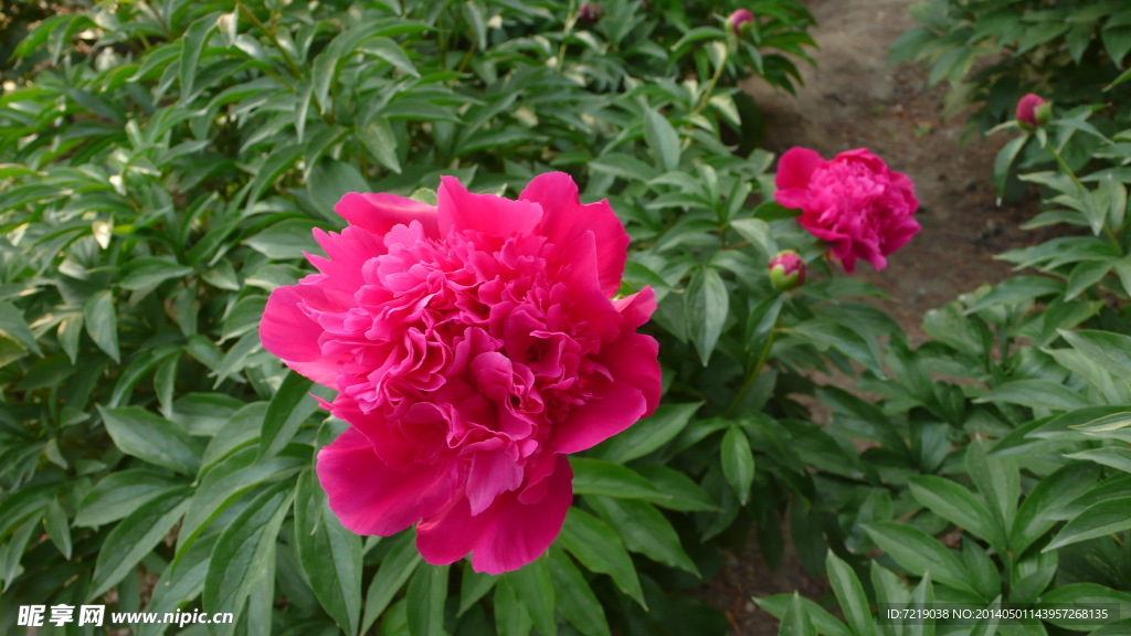 芍药
