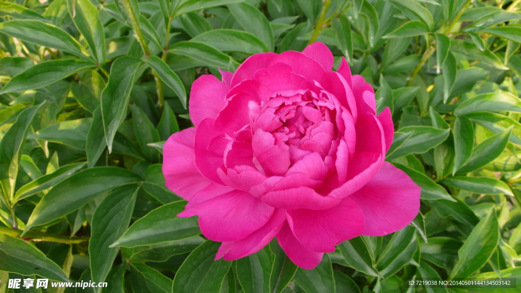 芍药