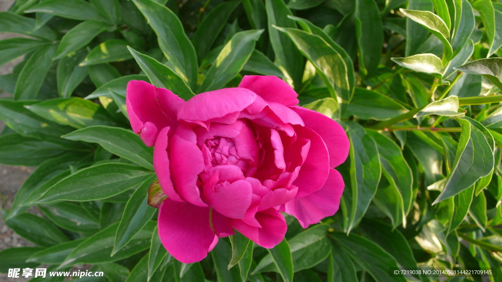 芍药