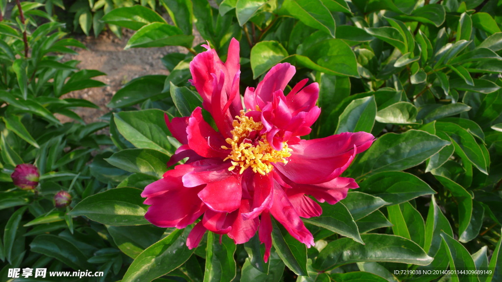 芍药