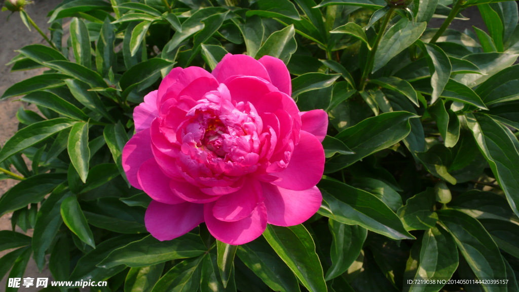 芍药