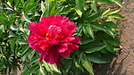 芍药