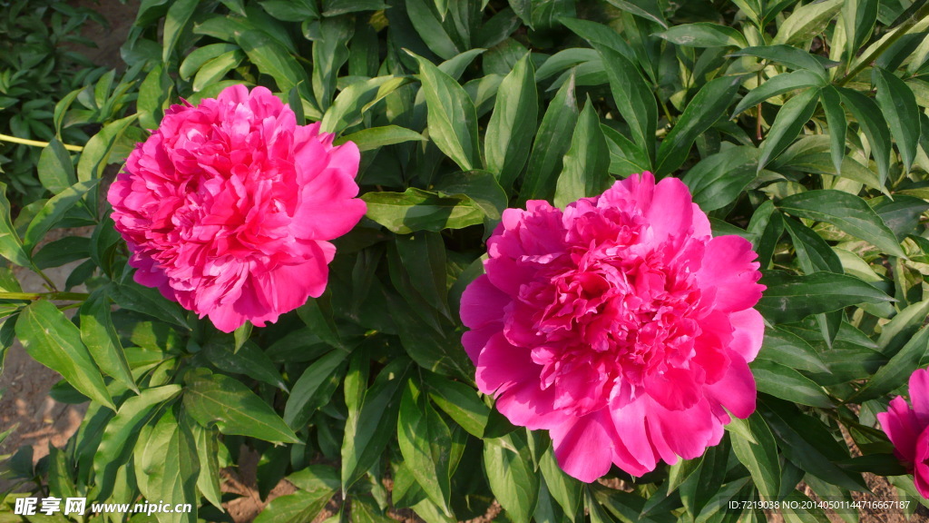 芍药