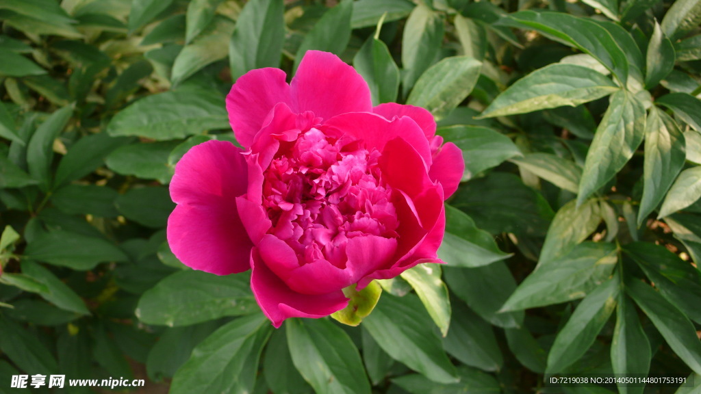 芍药
