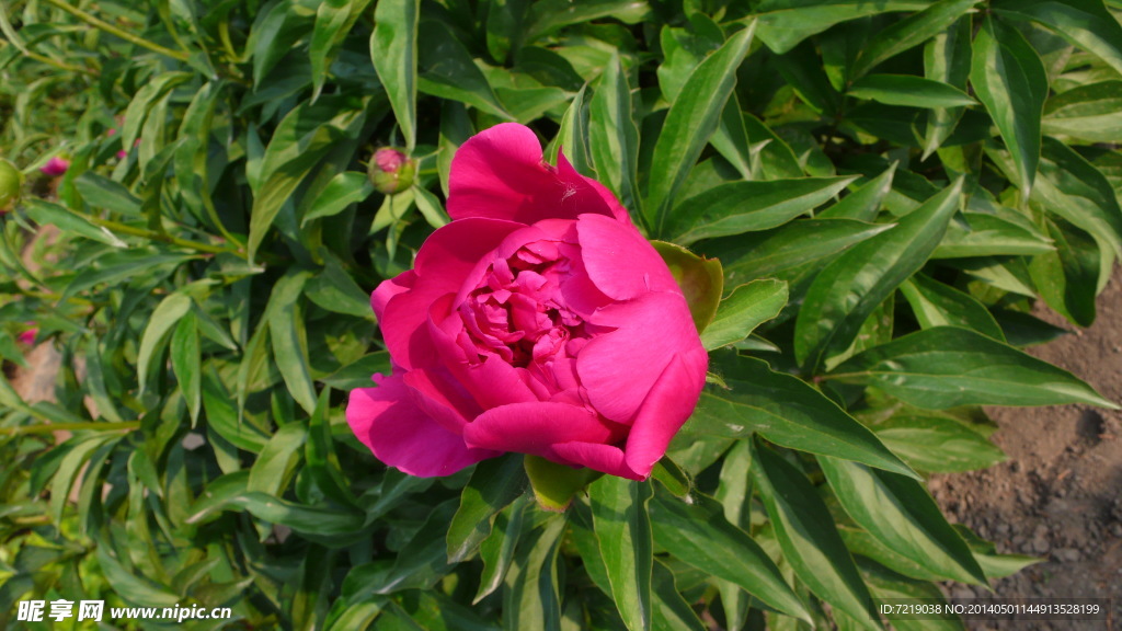 芍药