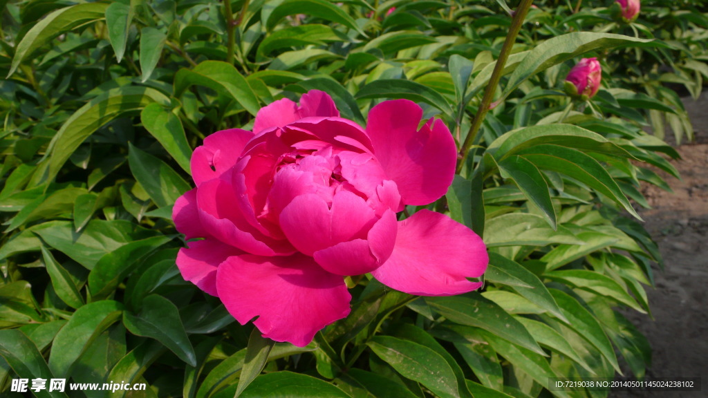 芍药