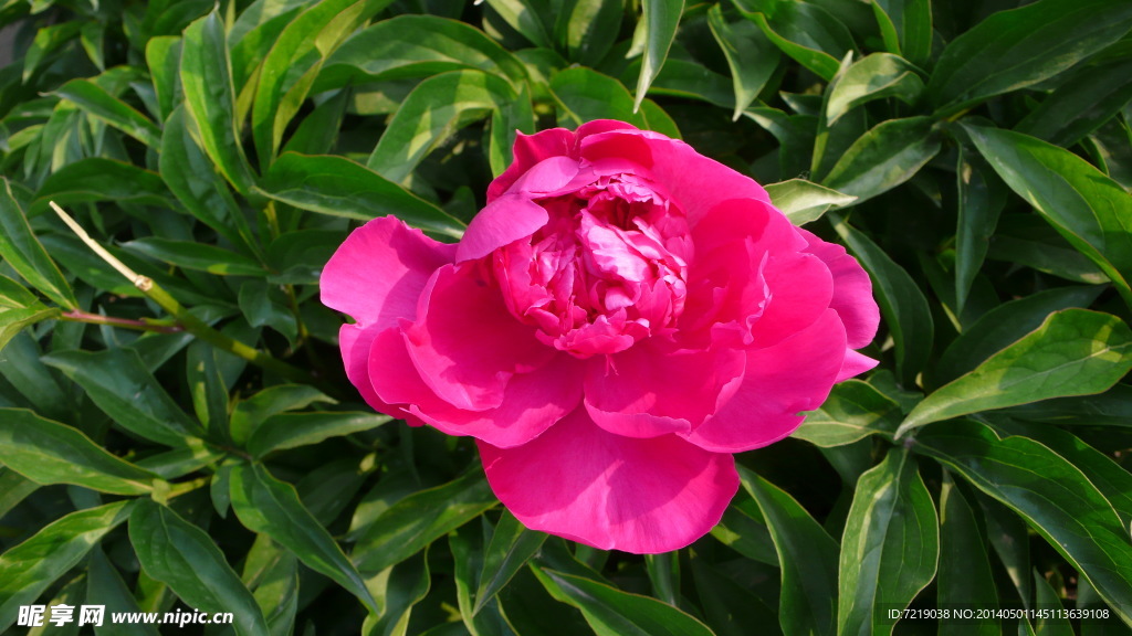 芍药